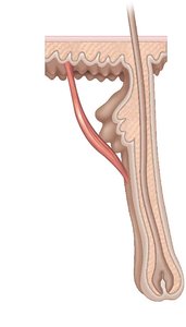 Structure of a hair root and follicle
