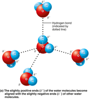 Hydrogen bonding between polar water molecules