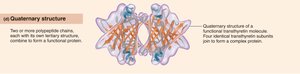 Quaternary structure of proteins