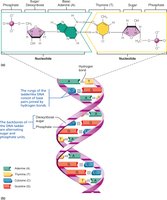 Structure of DNA