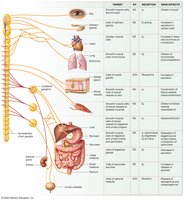 Main effects of the sympathetic nervous system on target cells
