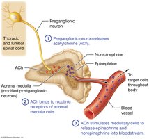 Sympathetic stimulation of the adrenal medulla