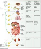 Main effects of the parasympathetic nervous system on target cells