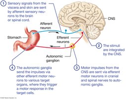 Visceral reflex arc diagram