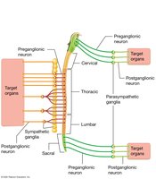 Comparison of somatic and autonomic nervous systems