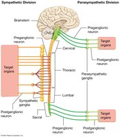 Overview of ANS divisions