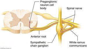 Sympathetic chain ganglion and white ramus communicantes