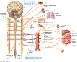Organization of the sympathetic nervous system