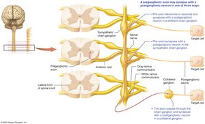 Three possible pathways of sympathetic neurons