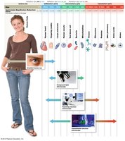 Levels of anatomical study from gross to microscopic