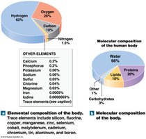 Elemental and molecular composition of the human body