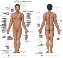 Anterior and posterior anatomical positions with regional terms