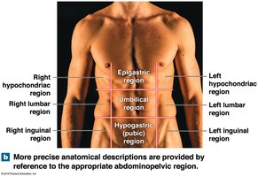 Abdominopelvic regions of the human body