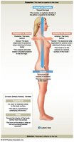 Directional terms in anatomical position (side view)