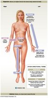 Directional terms in anatomical position (front view)