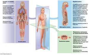 Body planes: frontal, sagittal, and transverse