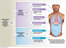 Major body cavities and their subdivisions
