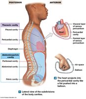 Serous membranes of the ventral body cavity