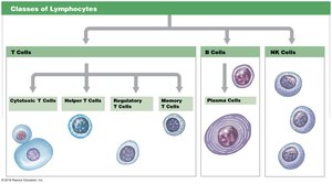 Classes of lymphocytes: T cells, B cells, NK cells