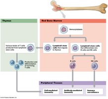 Lymphopoiesis: origin and differentiation of lymphocytes