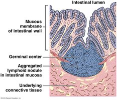 Aggregated lymphoid nodule in intestinal mucosa