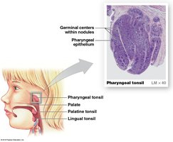Tonsils and their locations