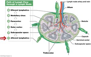 Path of lymph flow through a lymph node (detailed)