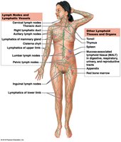 Diagram of lymphatic system components in the human body