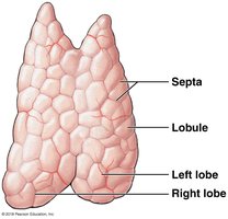 Anatomy of the thymus: lobes and septa
