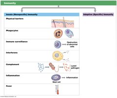 Summary of innate and adaptive immunity
