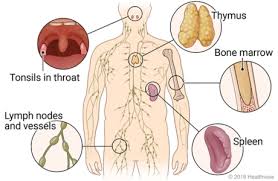 Major lymphoid organs and tissues