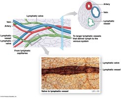 Lymphatic vessel structure and valves