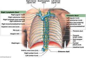 Anatomy of right lymphatic duct and thoracic duct