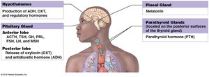 Major endocrine glands and their hormones
