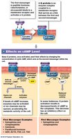 G proteins and second messengers (cAMP)