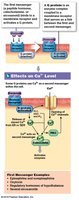 G proteins and second messengers (Ca2+)