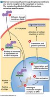 Steroid hormone action on gene transcription