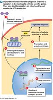 Thyroid hormone action on gene transcription and mitochondria