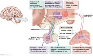 Hypothalamic control of endocrine function