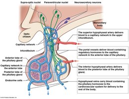 Hypophyseal portal system