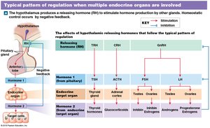 Feedback control of endocrine secretion