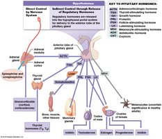Pituitary hormones and their targets