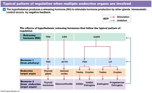Feedback control of endocrine secretion