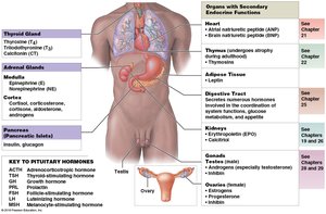Organs and tissues of the endocrine system