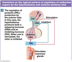 Feedback control with inhibitory hormones