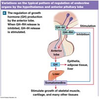 Feedback control of growth hormone