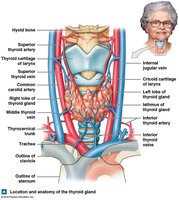 Anatomy of the thyroid gland