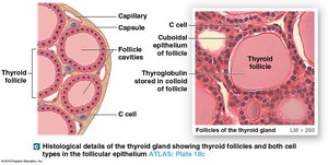 Anatomy of the thyroid gland