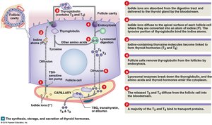 Synthesis and regulation of thyroid hormones