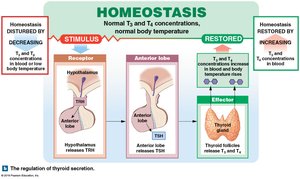 Synthesis and regulation of thyroid hormones